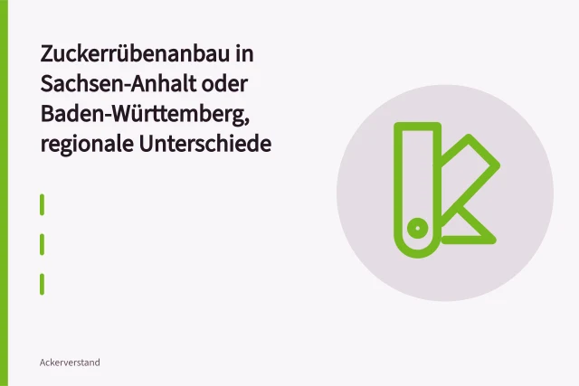 Zuckerrübenreihen auf dunklem Lössboden in der Magdeburger Börde. Zuckerrübenanbau in Sachsen-Anhalt oder Baden-Württemberg, regionale Unterschiede